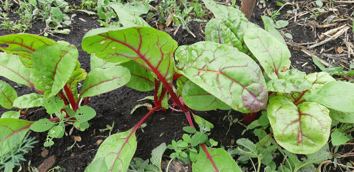 Из 10 семян  взошли 6 семян. Тут как раз сорок см. Оставлю только одно.