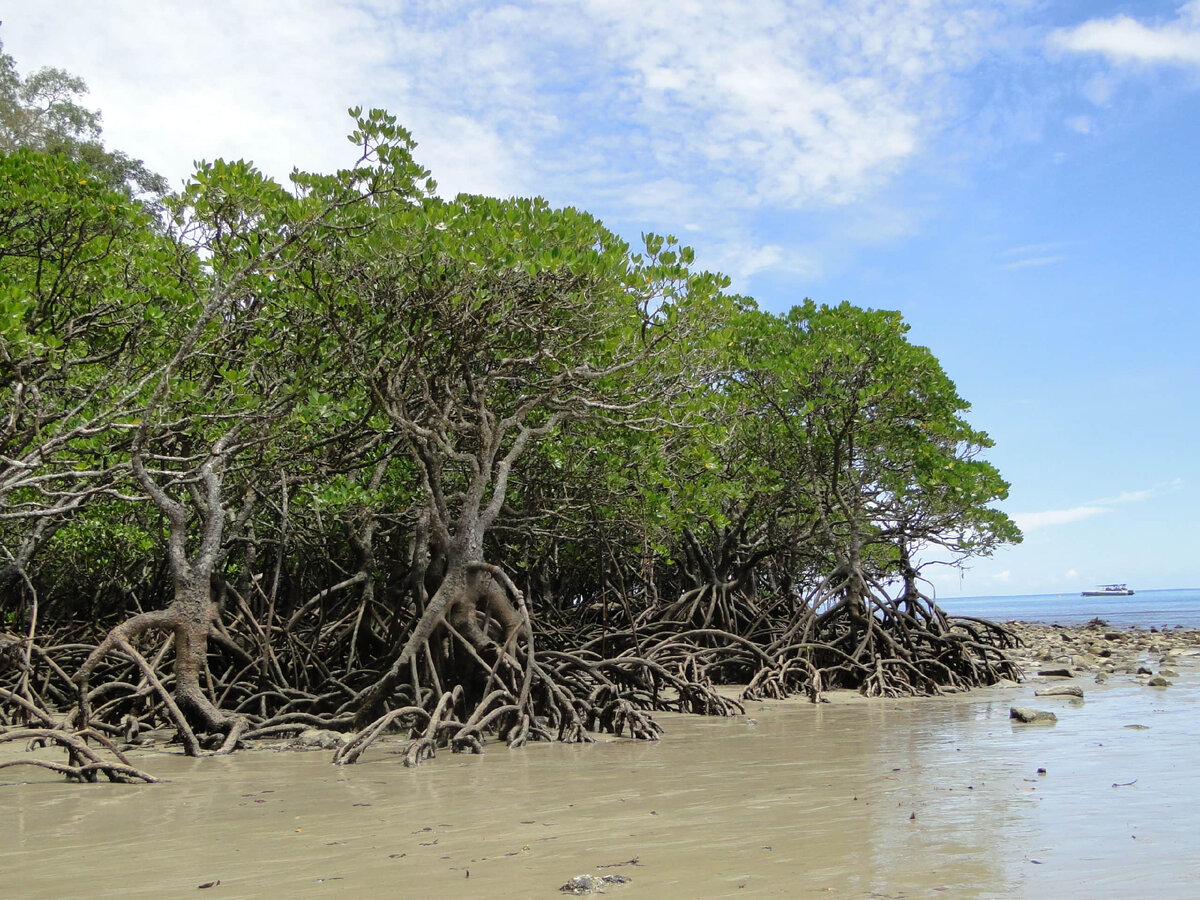 Так должен выглядеть мегаполис по мнению эко-активистов. 