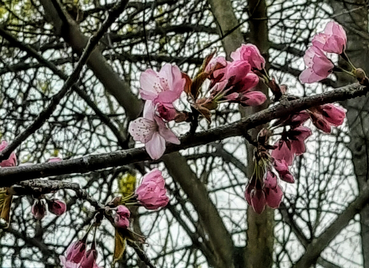 Сакура цветёт