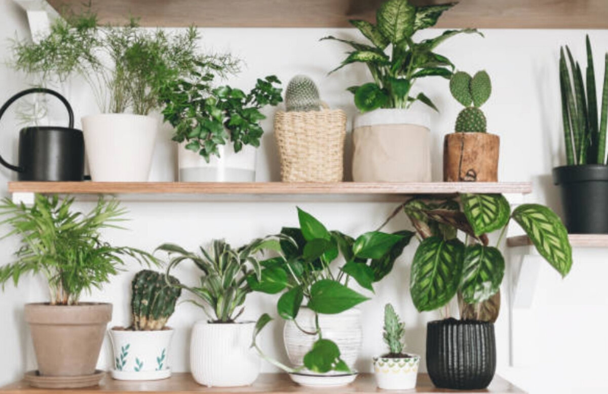Растения в доме