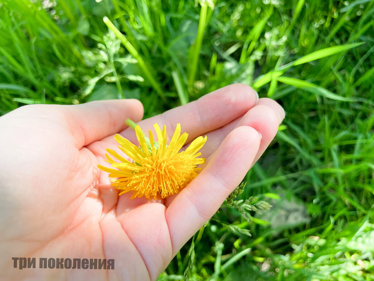 Самые простые методы борьбы с одуванчиками, которые реально работают | ТРИ  ПОКОЛЕНИЯ | Дзен