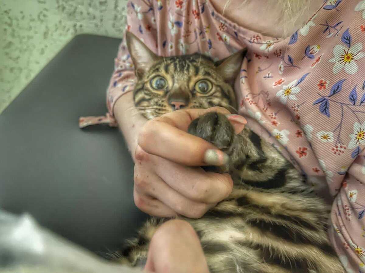 Котёнок в приюте для бездомных животных Омские Хвостики