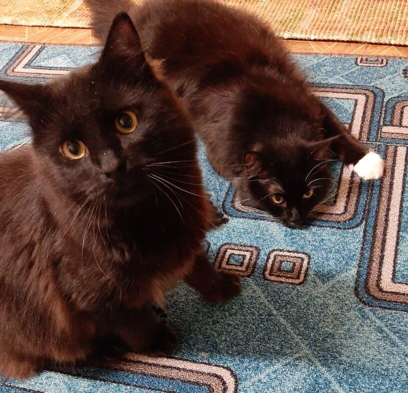 Наши коты, Ветер (чёрно-белый) и Вечер (чёрный) :)