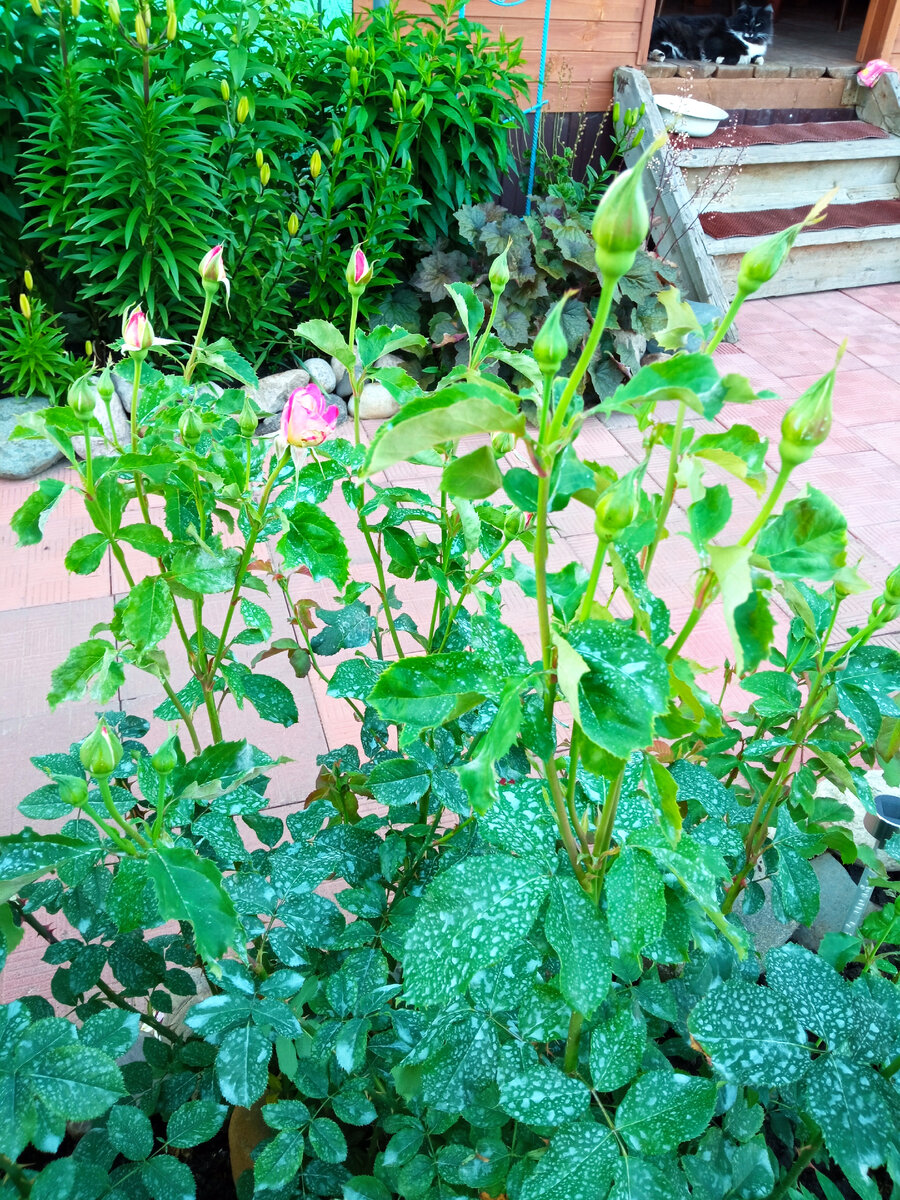 После обработки все розы в пятнах, и не смываются. Это боковые бутоны