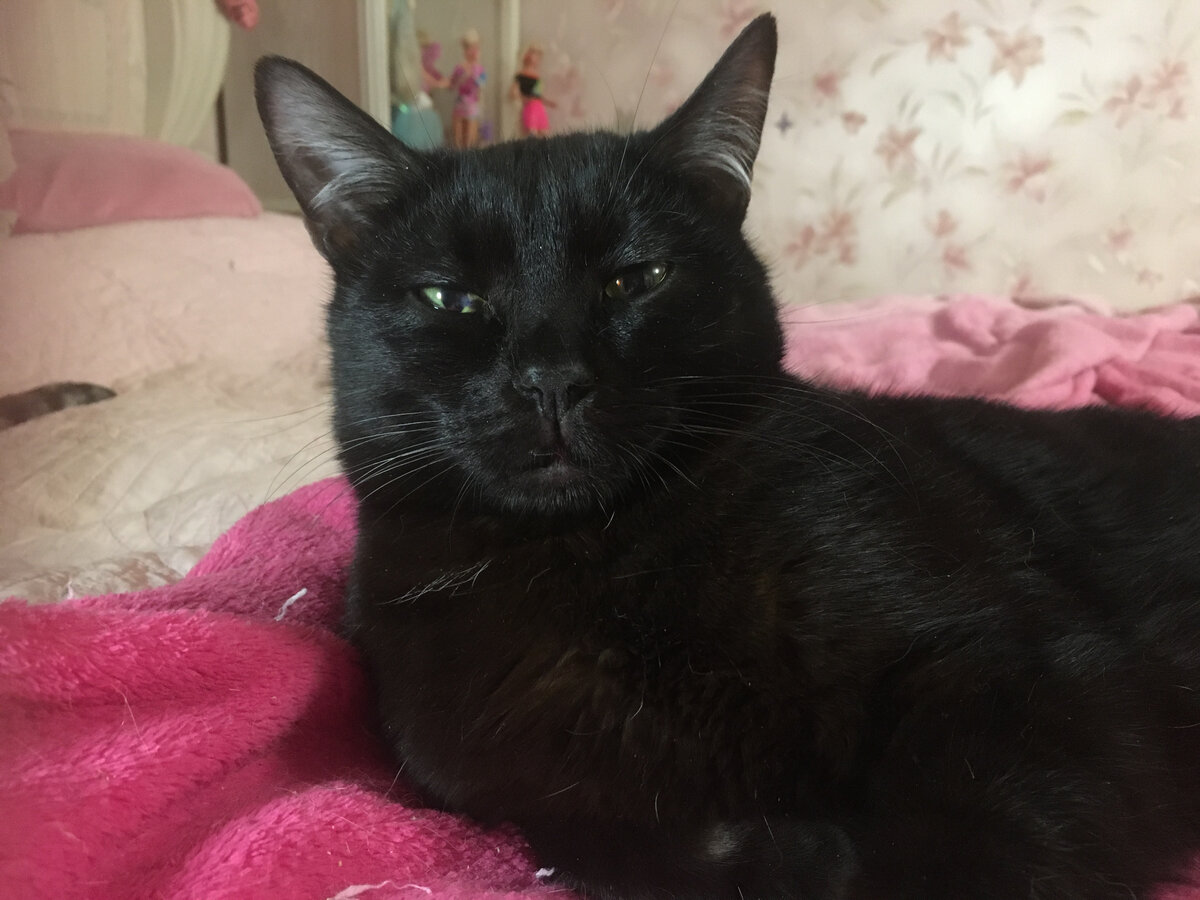 Если бы Ричи был человеком и мог говорить, то его речь, была бы такой....