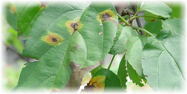 Часто проблемы возникают в летний сезон: листья могут покрыться пятнами, сморщиться, почернеть или вообще опасть. Так вот основные причины подобного явления: