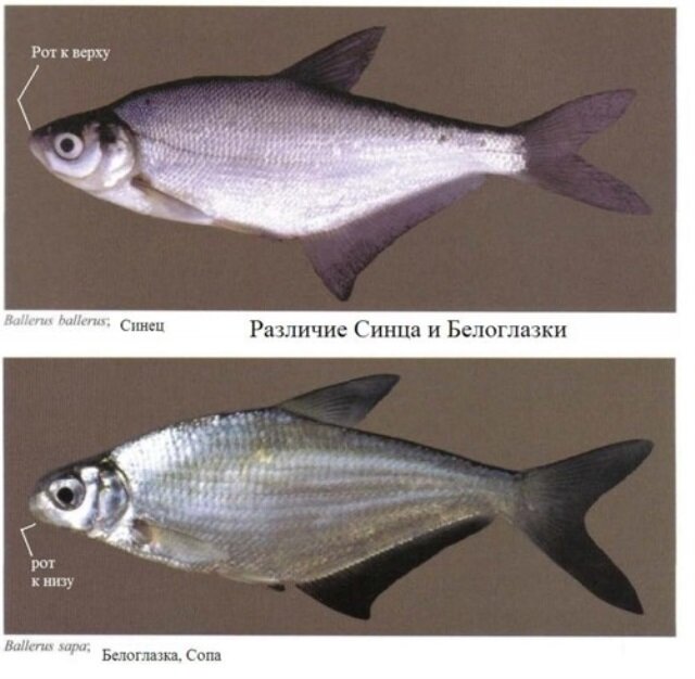 Синец и белоглазка, фото из открытых источников "Яндекс-картинки"