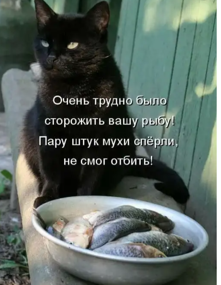 Картинки смешные с котами с подписями