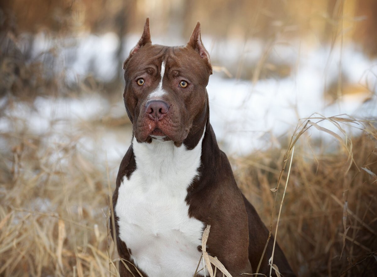 Питбуль (Фото: https://astelus.com/en/advice-documentation-requirements-travel-australia/the-american-pit-bull-terrier-a-forbidden-dog-in-australia/)