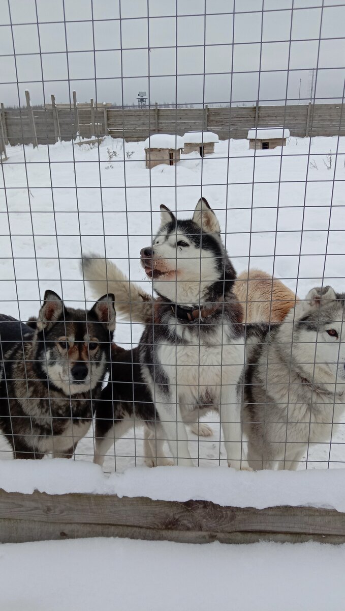 Радостные что к ним пришли.