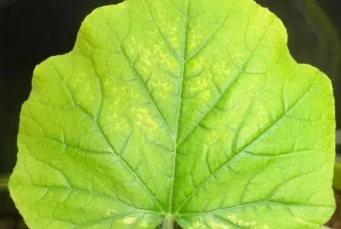 Фотография взята из источника pixabay.com