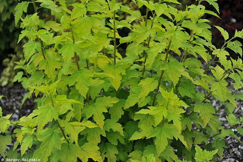 Желтое золото