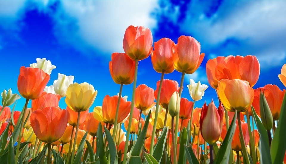 источник фото: pixabay.com