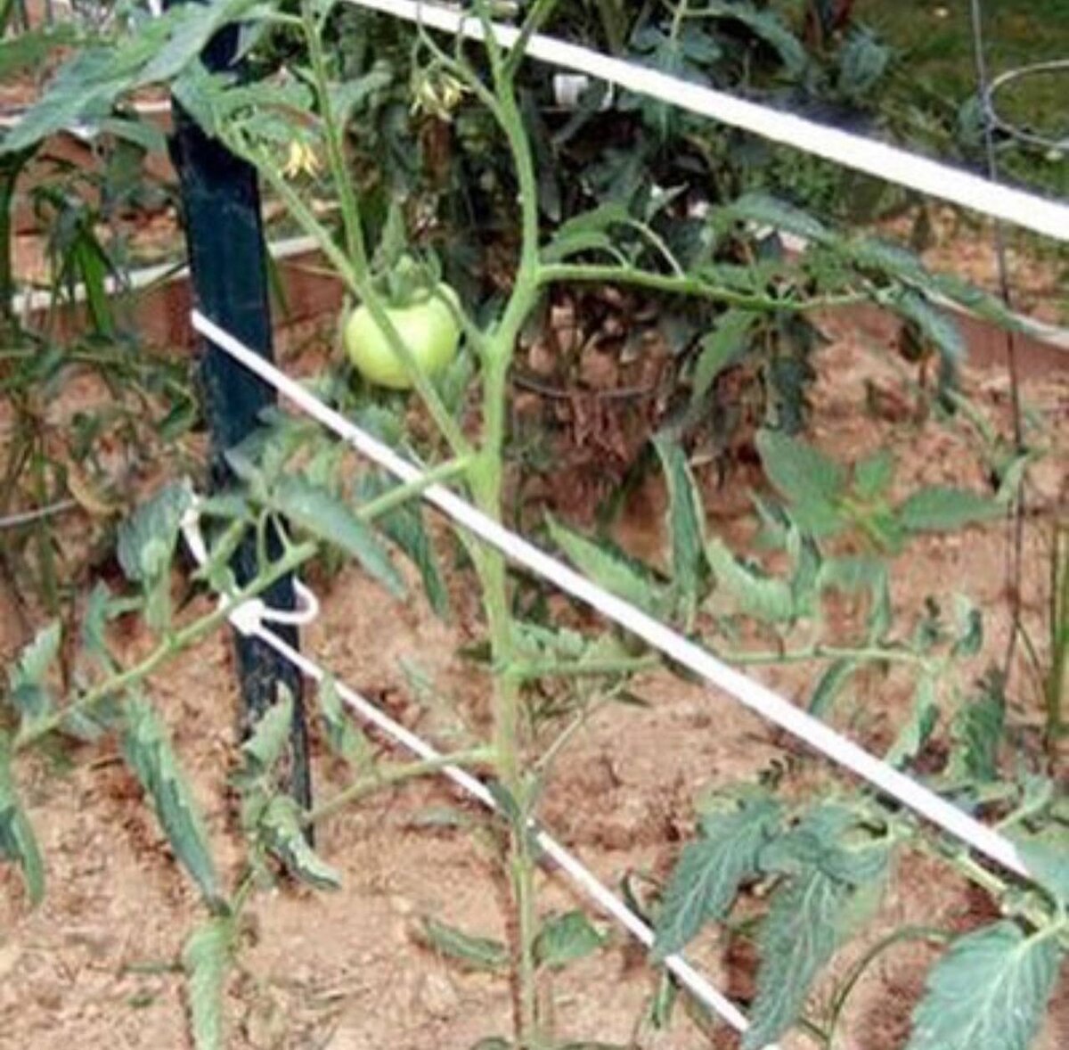 Как подвязать помидоры в открытом грунте к колышкам фото