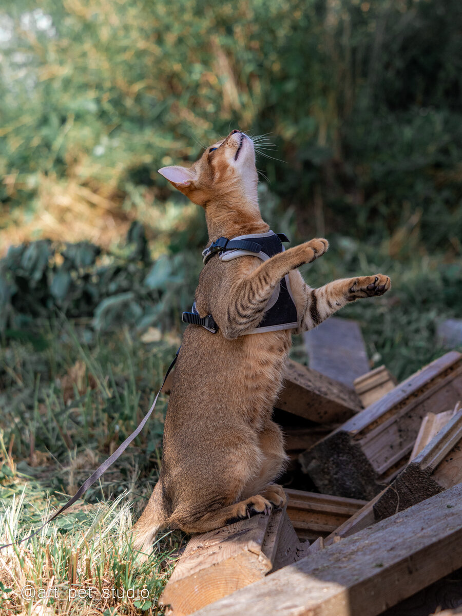 Пятимесячный котенок Чаузи ф2 Арагорн