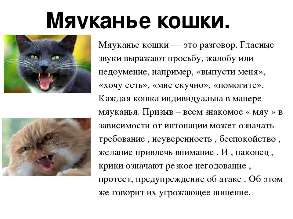 Котокод отзывы