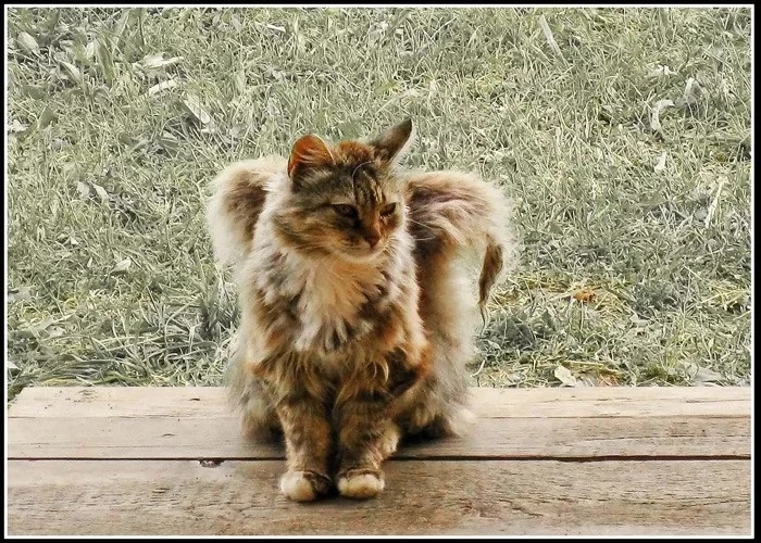 Кошки-ангелы: Странные коты с пушистыми «крыльями» на спине. Они ими даже  шевелить могут, но что это такое? | Видео 🎥 | Книга животных | Дзен
