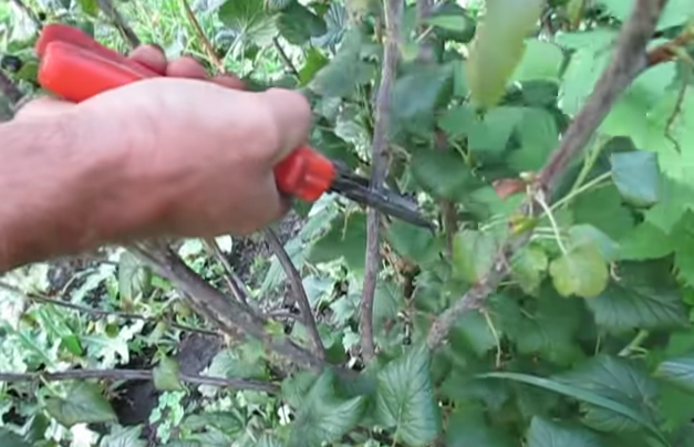 Обрезка смородины летом