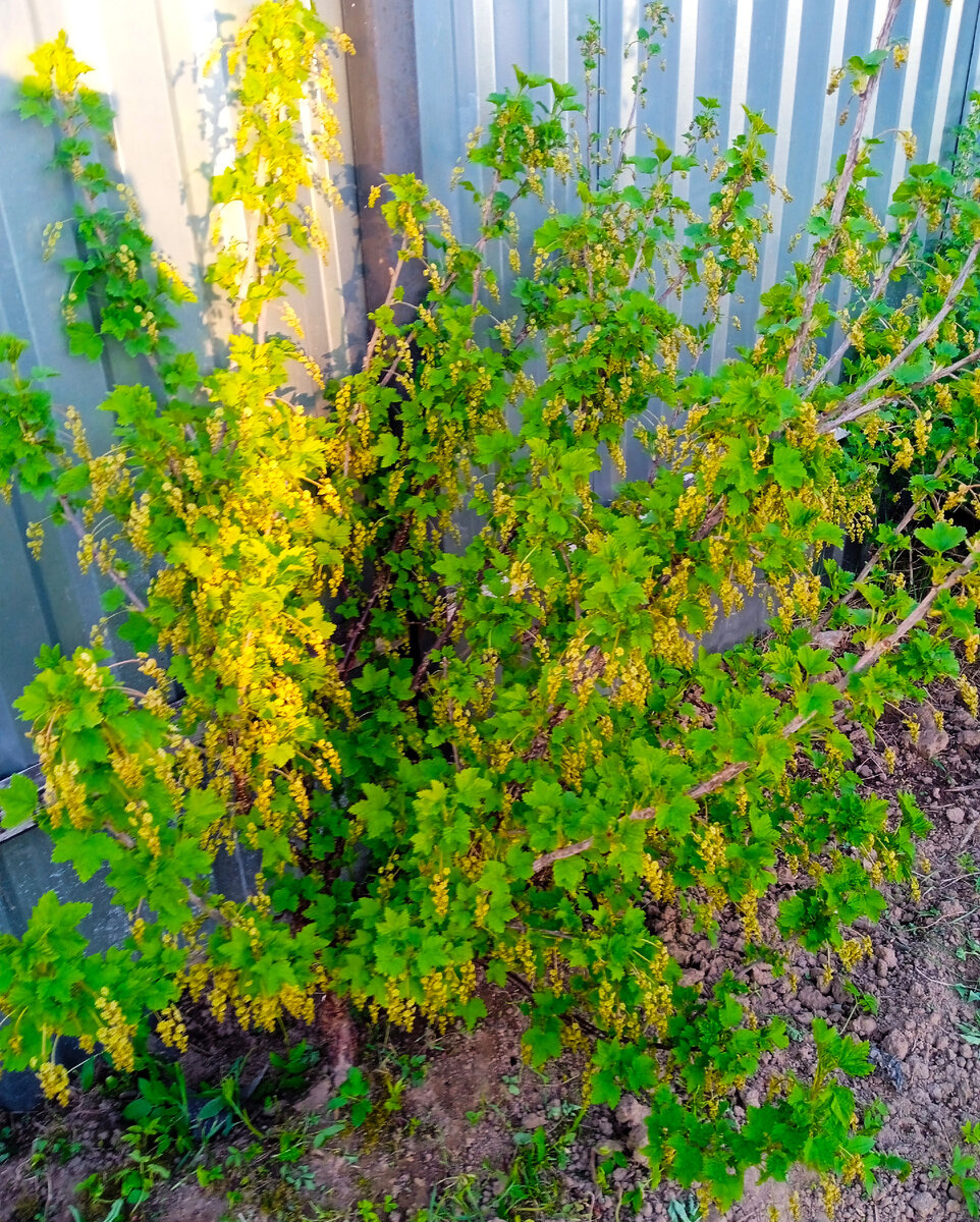 Цветущая смородина на моем участке (фото автора) 