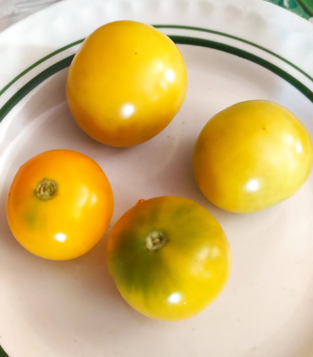 Только что сняла с куста