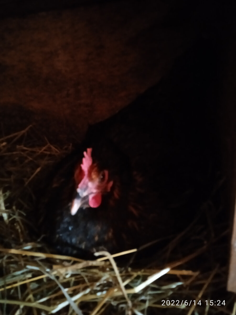 Чернушка-беглянка