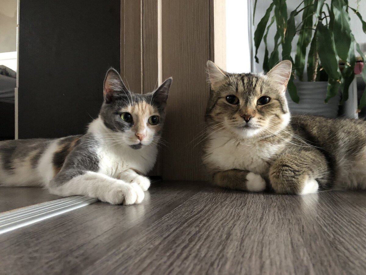 Сибирская и уличная кошка лежат рядом на полу