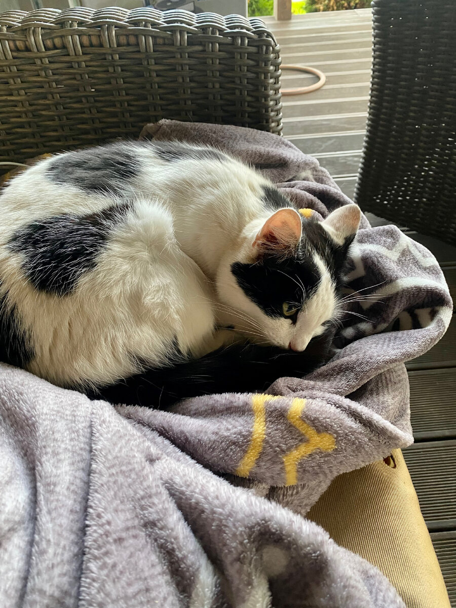 Кошка Матильда, вдруг вспомнившая, что она домашняя и ручная