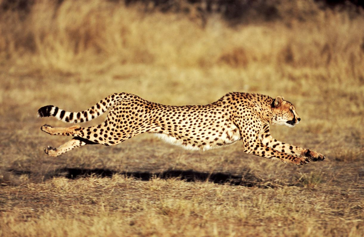 Гепард самка. Южноафриканский гепард. Гепард в саванне. Лайри гепард.