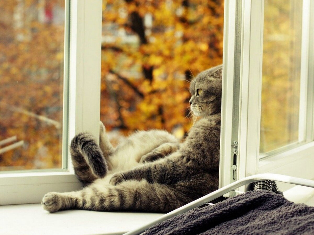 За окном дождь а дома тепло и уютно