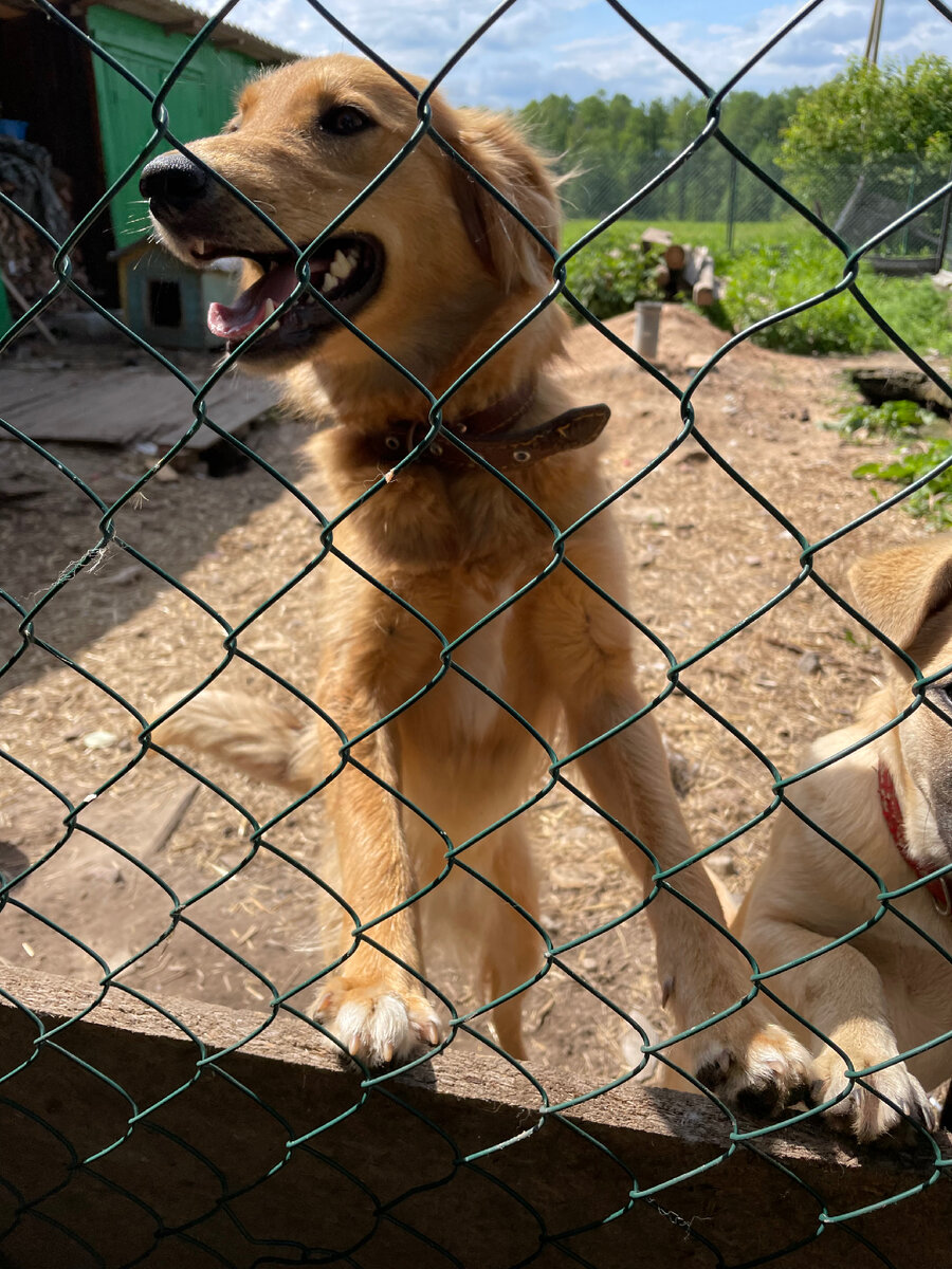 В гостях у собачек, в гостях у Молли