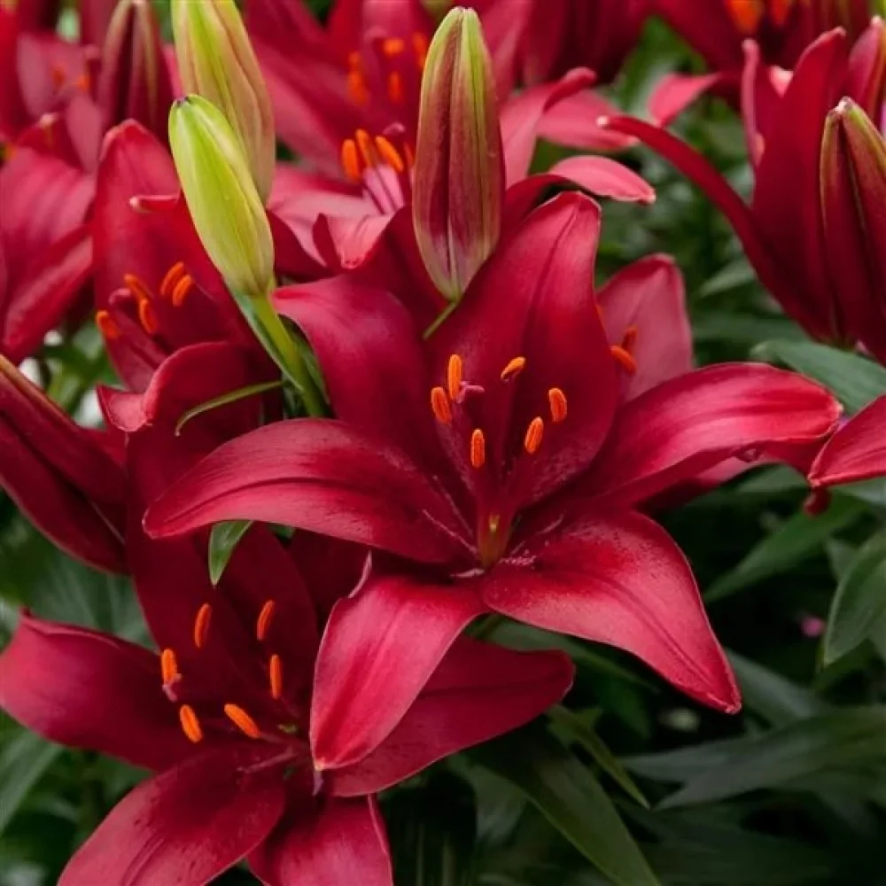 Фотография взята из общей сети Интернет.