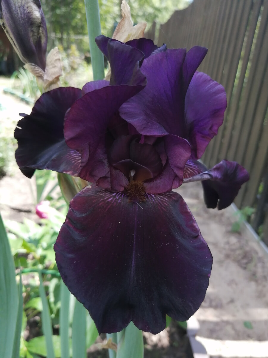 Последний ирис в этом году (коллекция автора)