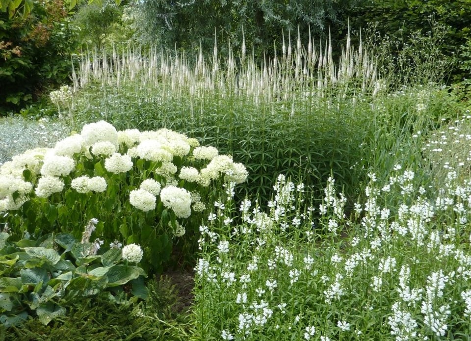 Белый сад. Подборка растений для беспрерывного цветения