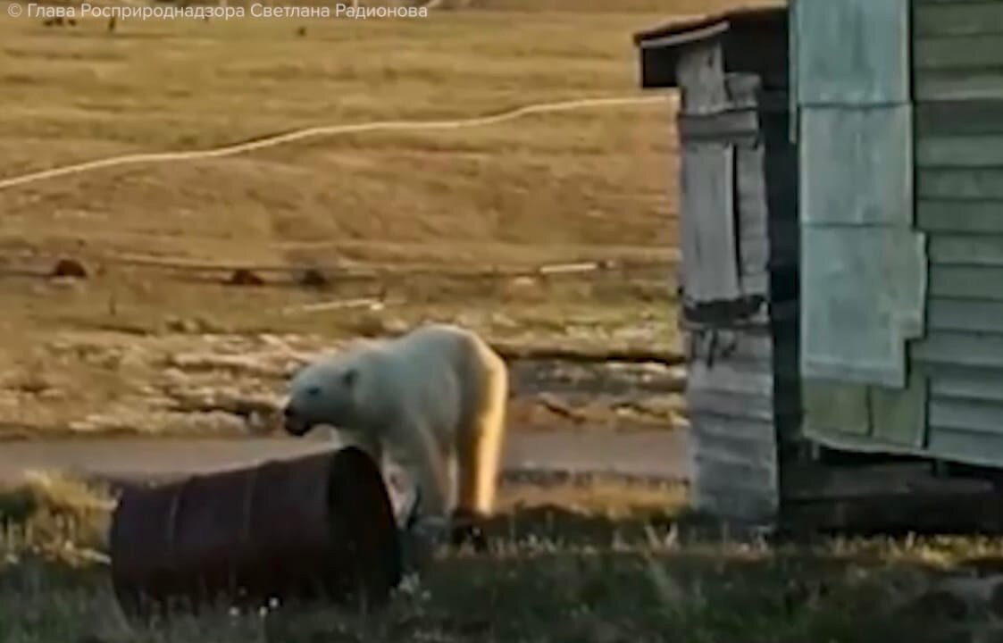 белые медведи бегут за камазом видео