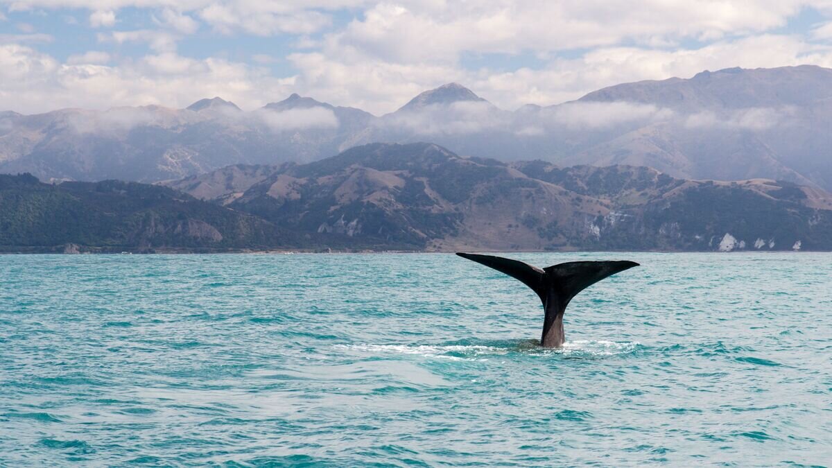    Кит в Каикоура, Новая ЗеландияCC BY-SA 3.0 / Oren Rozen / Whale Watching in Kaikoura, New Zealand