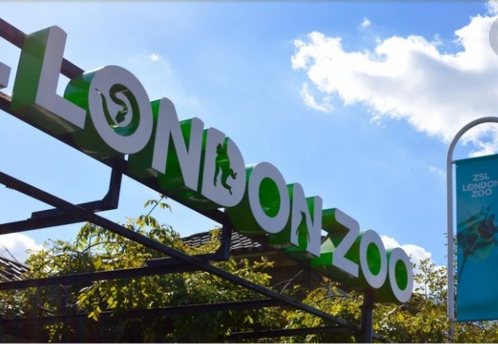 зоопарк в Лондоне