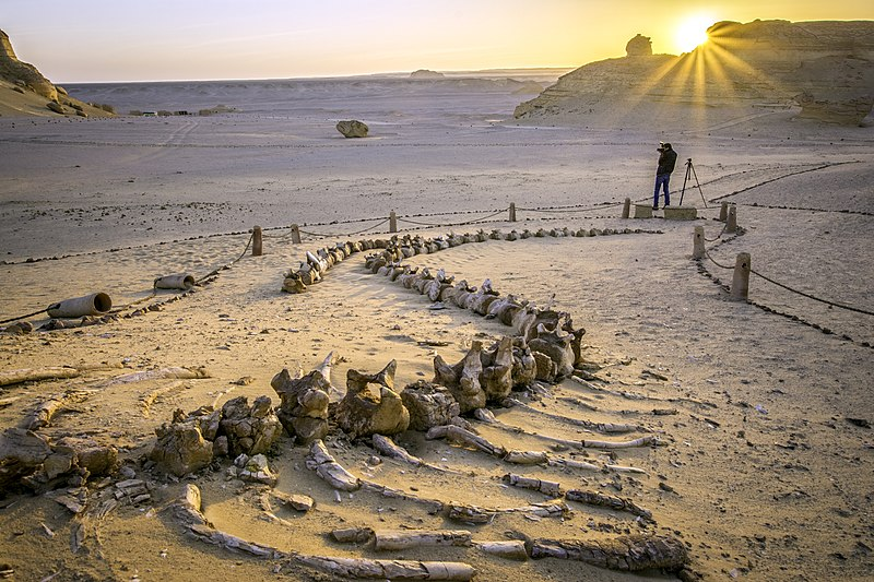Скелеты китов в Сахаре. Откуда они там взялись?