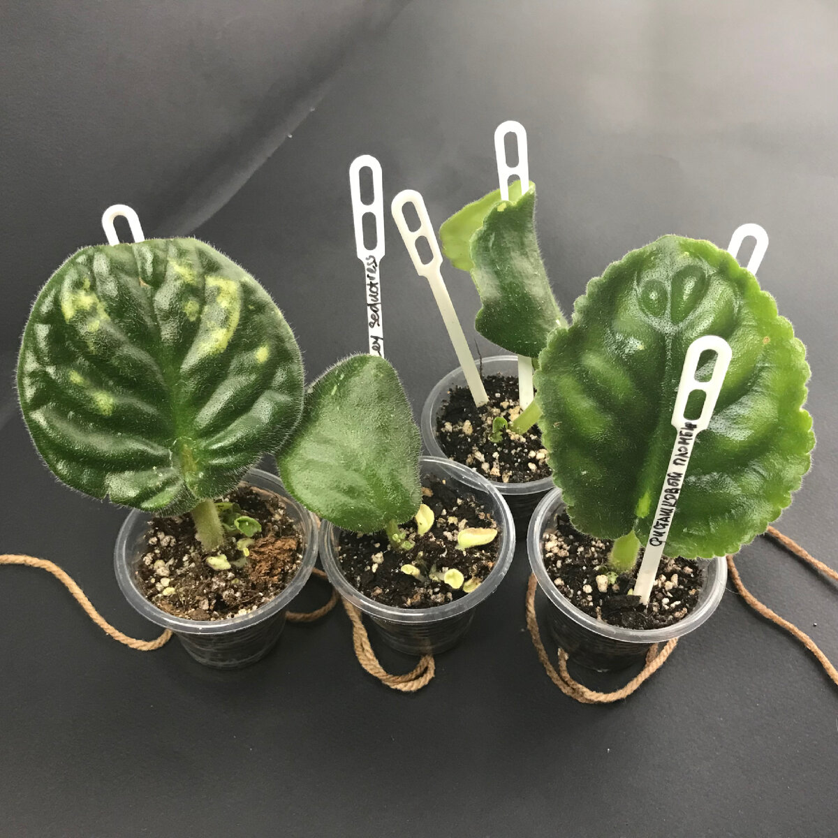 Buckeye Seductress, Розовая жемчужина, АВ-Фисташковый пломбир, Curly Ocean. 