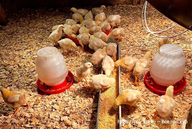 Разведение цыплят бройлеров на мясо в домашних условиях