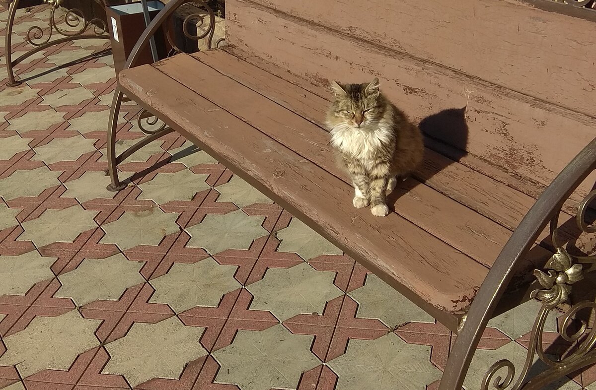 кот охранник