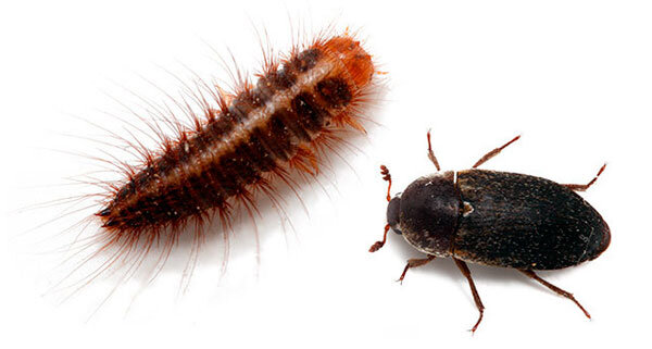 Кожеед Фриша и его личинка