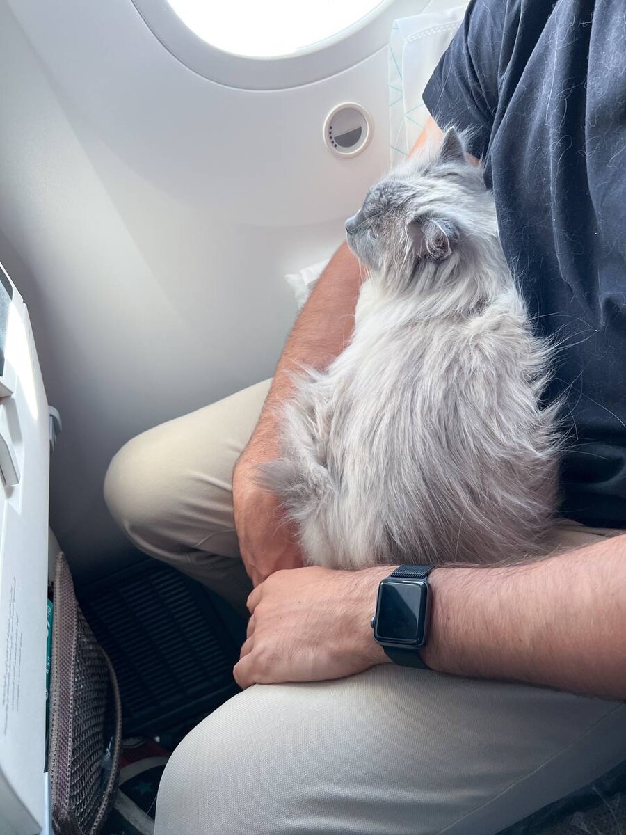 Одна из кошек Марии на руках её мужа во время перелёта из России в Эмираты. Фото из архива Марии 