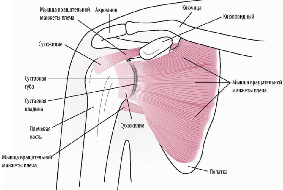 Разрыв акромиально-ключичного сочленения