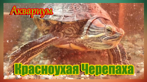 Красноухие черепахи (Red Eared Slider Turtle)'s Videos | VK