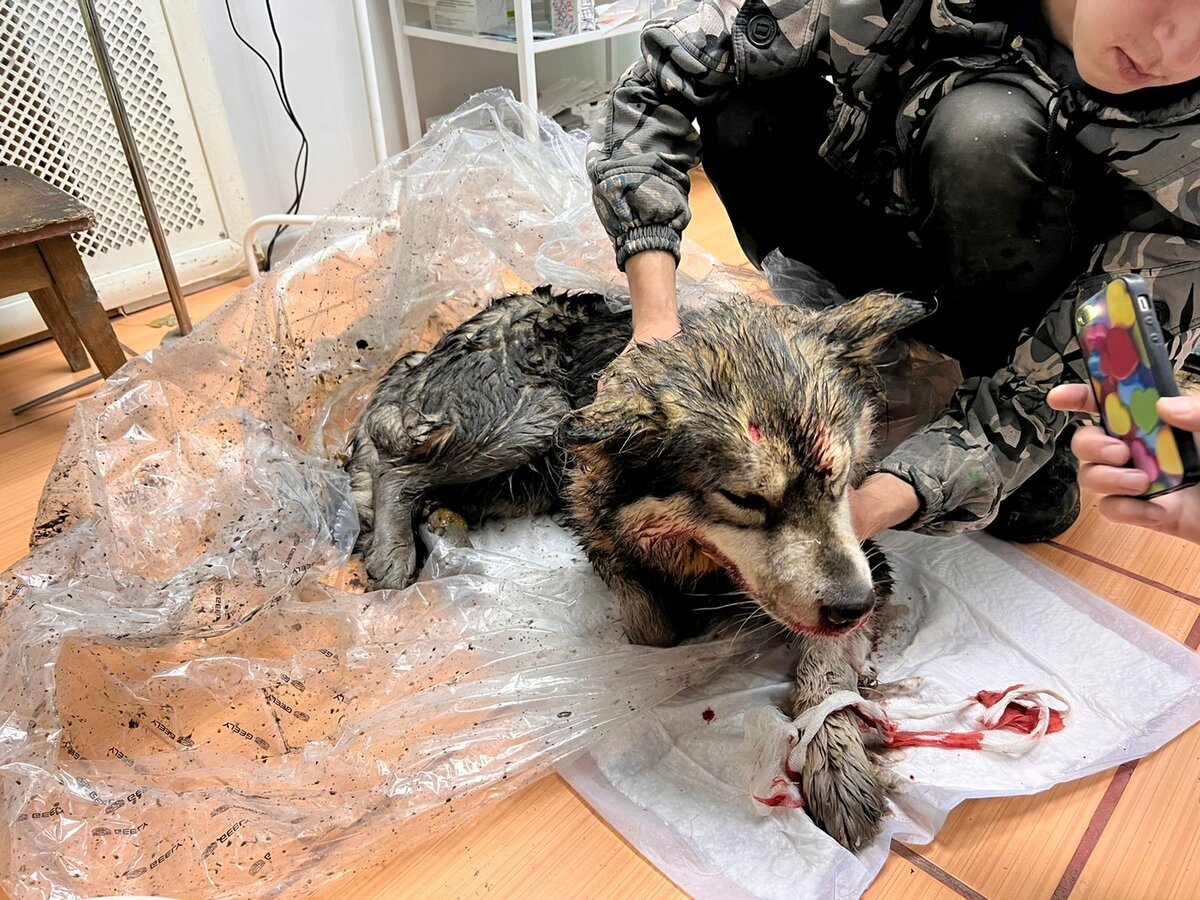 Дакота вся в крови...