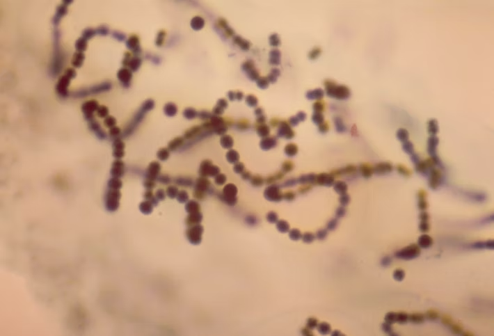 Цианобактерии, также известные как сине-зеленые водоросли, существуют и сегодня. CORBIS/Corbis / Getty Images