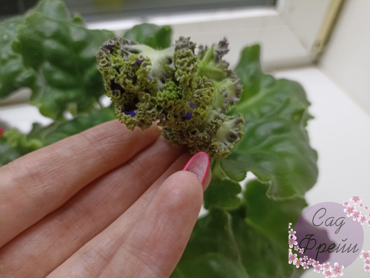 Очень интересные цветки