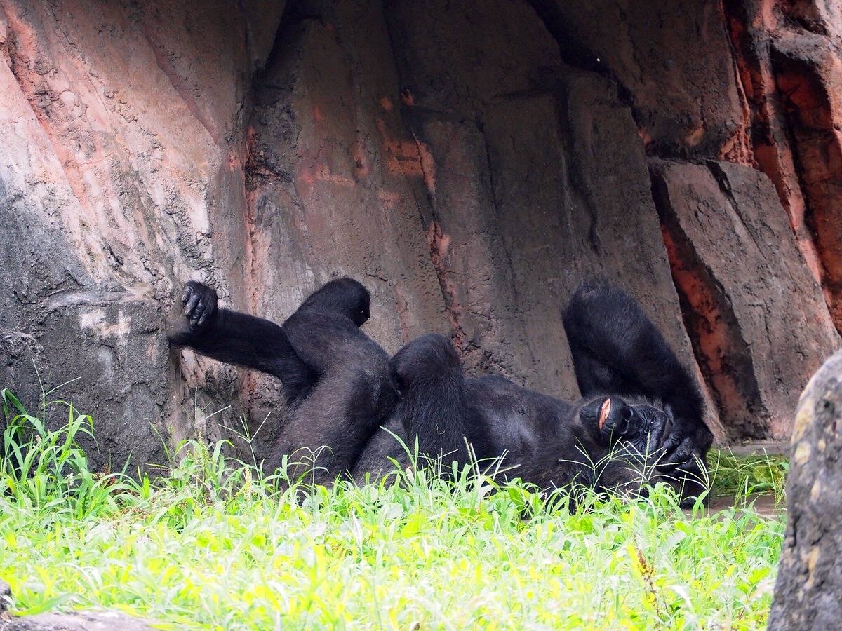 Chiba Zoological Park