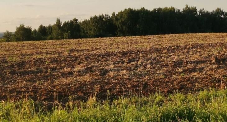    Почвенные раскопки в Калининградской области выявили зловещую тройку вредителей