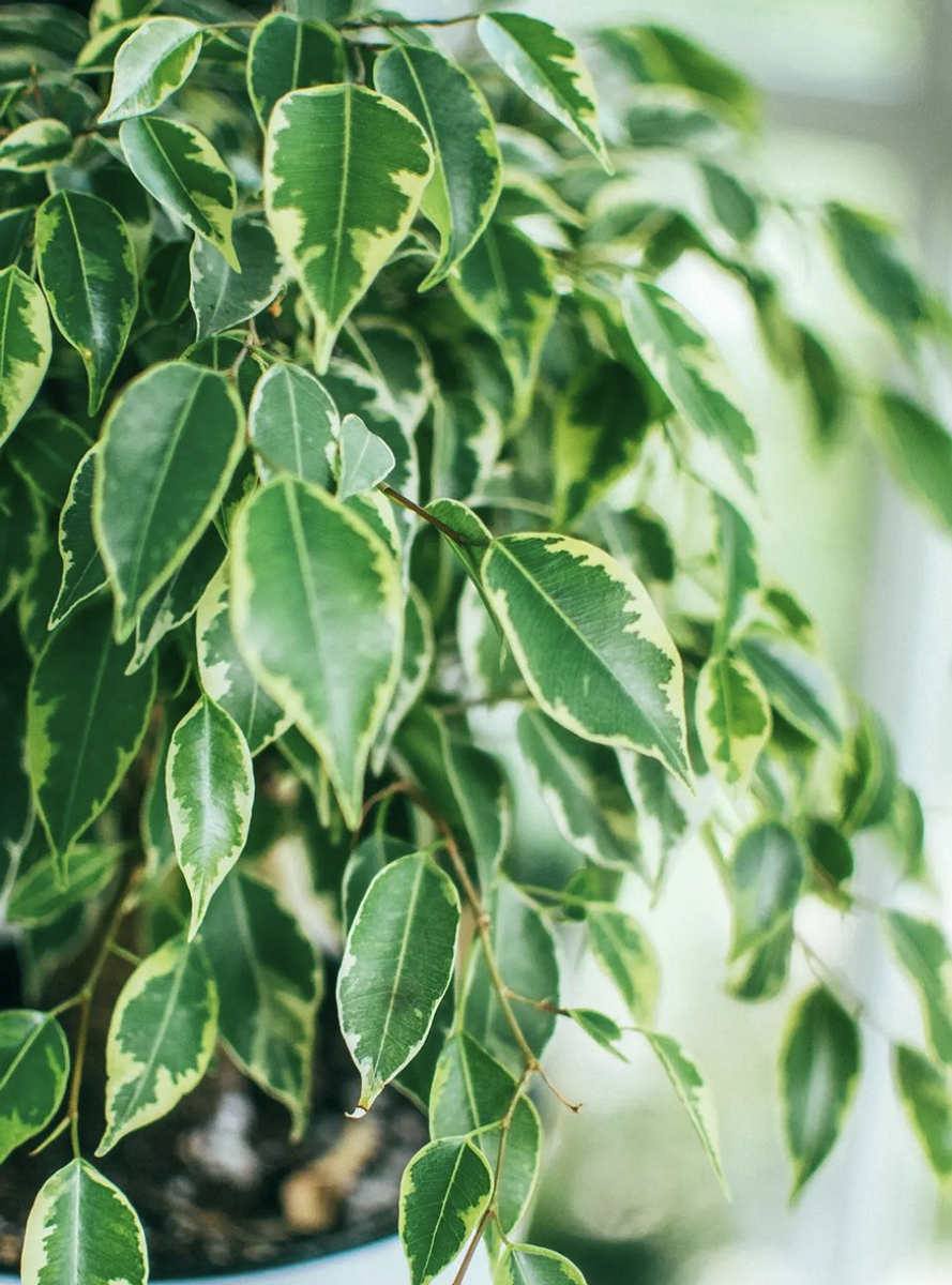    Соцсети блогера lena_i_cvetochki